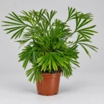 Ferns Tiny Actiniopt. — paproć do terrarium, zdjęcie 1