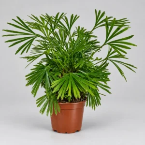 Ferns Tiny Actiniopt. — paproć do terrarium, zdjęcie 1