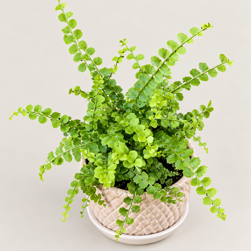 Nephrolepis cordifolia Duffii — zdjęcie rośliny 2