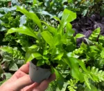 Asplenium nidus — paproć do terrarium, zdjęcie 4