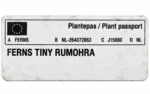 Ferns Tiny Rumohra — paproć do terrarium, zdjęcie 7