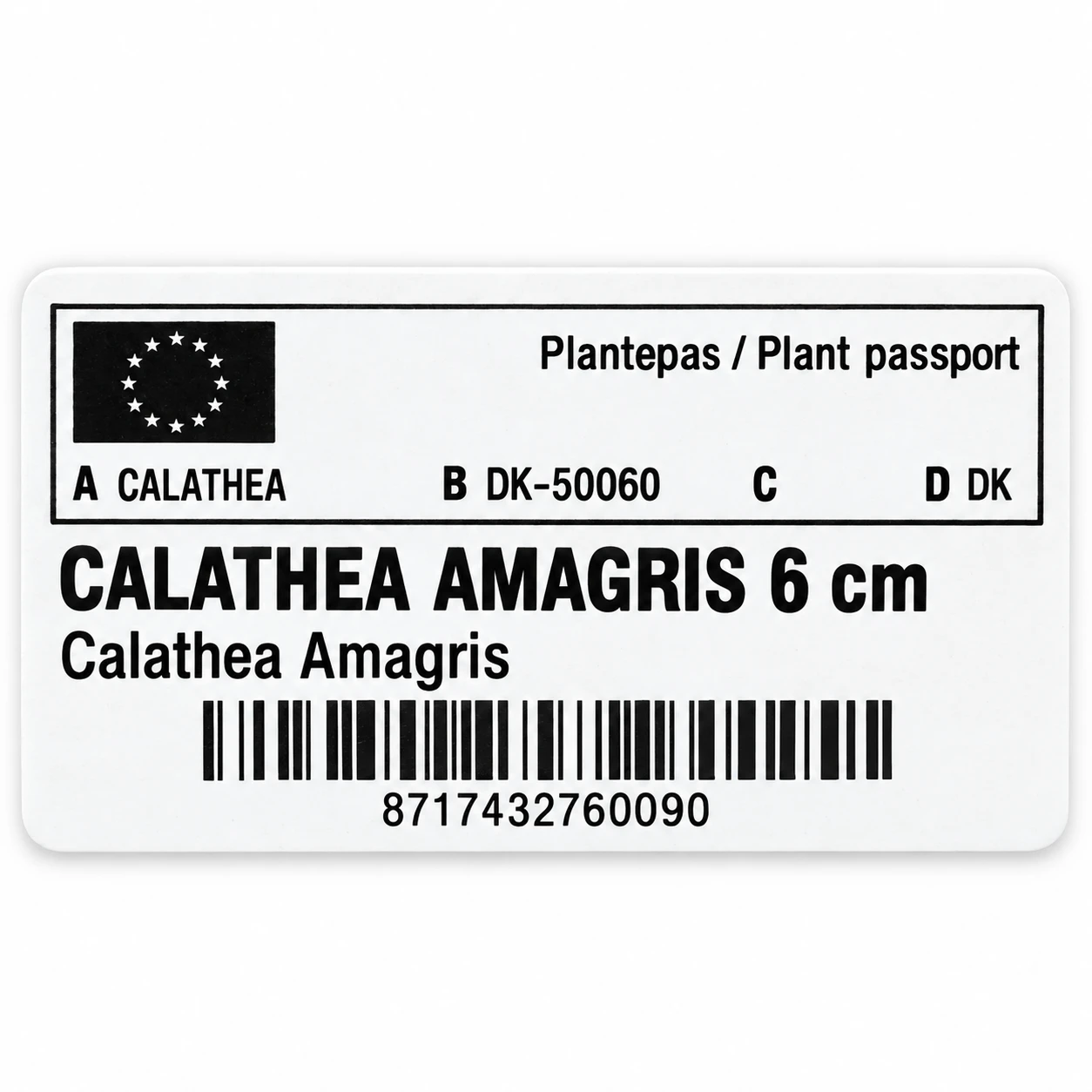 Paszport roślin — etykieta z galerii: Kalatea - Calathea Amagris - doniczka 6 cm