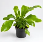 Asplenium nidus — paproć do terrarium, zdjęcie 1