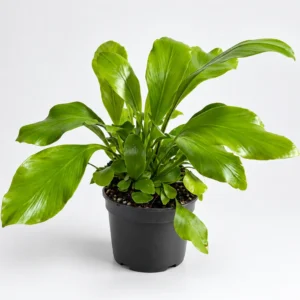 Asplenium nidus — paproć do terrarium, zdjęcie 1