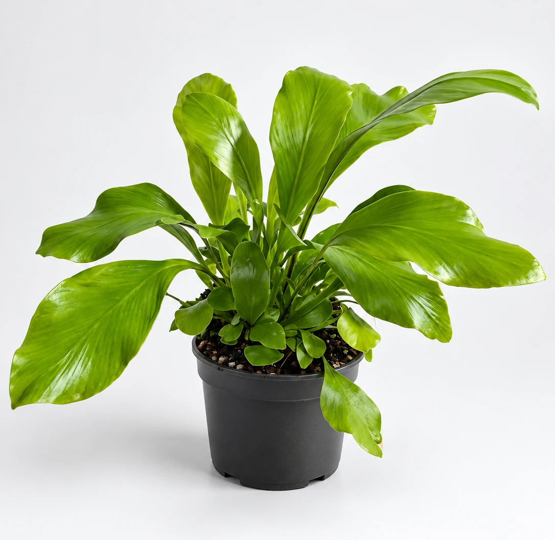 Asplenium nidus — zdjęcie rośliny 1