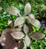 Fittonia – przykładowy wygląd rośliny z oferty