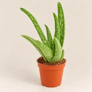 Sukulent Aloe Vera 20cm doniczka 5,5cm — wygląd rośliny