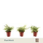 Ferns Tiny Rumohra — paproć do terrarium, zdjęcie 6