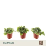 Doryopteris cordata — paproć do terrarium, zdjęcie 3