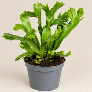 Asplenium antiquum Leslie — paproć do terrarium, zdjęcie 1