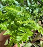 Ferns Tiny Rumohra — paproć do terrarium, zdjęcie 3