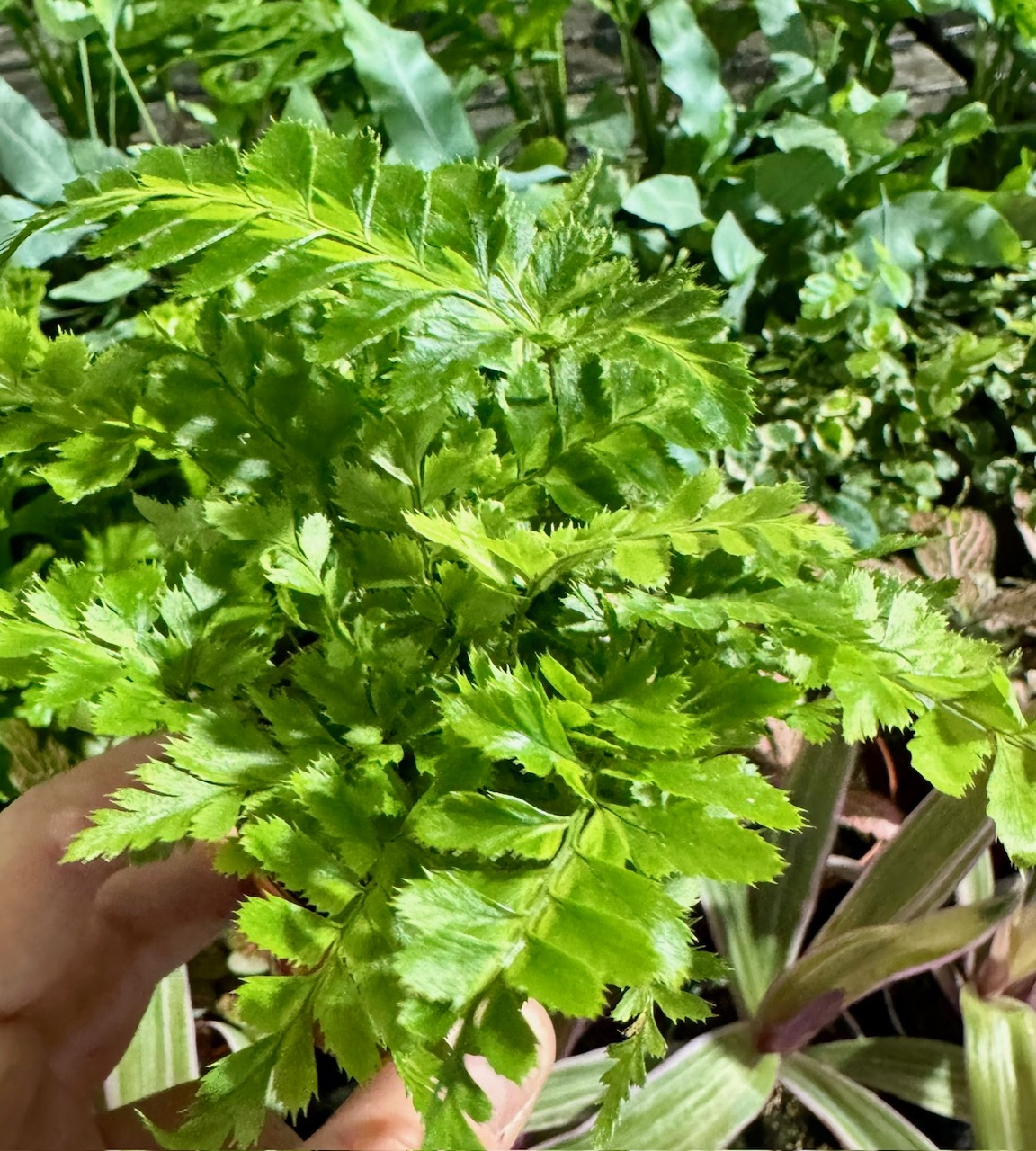 Ferns Tiny Rumohra — zdjęcie rośliny 3