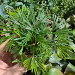 Ferns Tiny Actiniopt. — paproć do terrarium, zdjęcie 2
