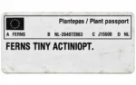 Ferns Tiny Actiniopt. — paproć do terrarium, zdjęcie 8
