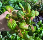 Fittonia – zbliżenie liści i pokroju rośliny