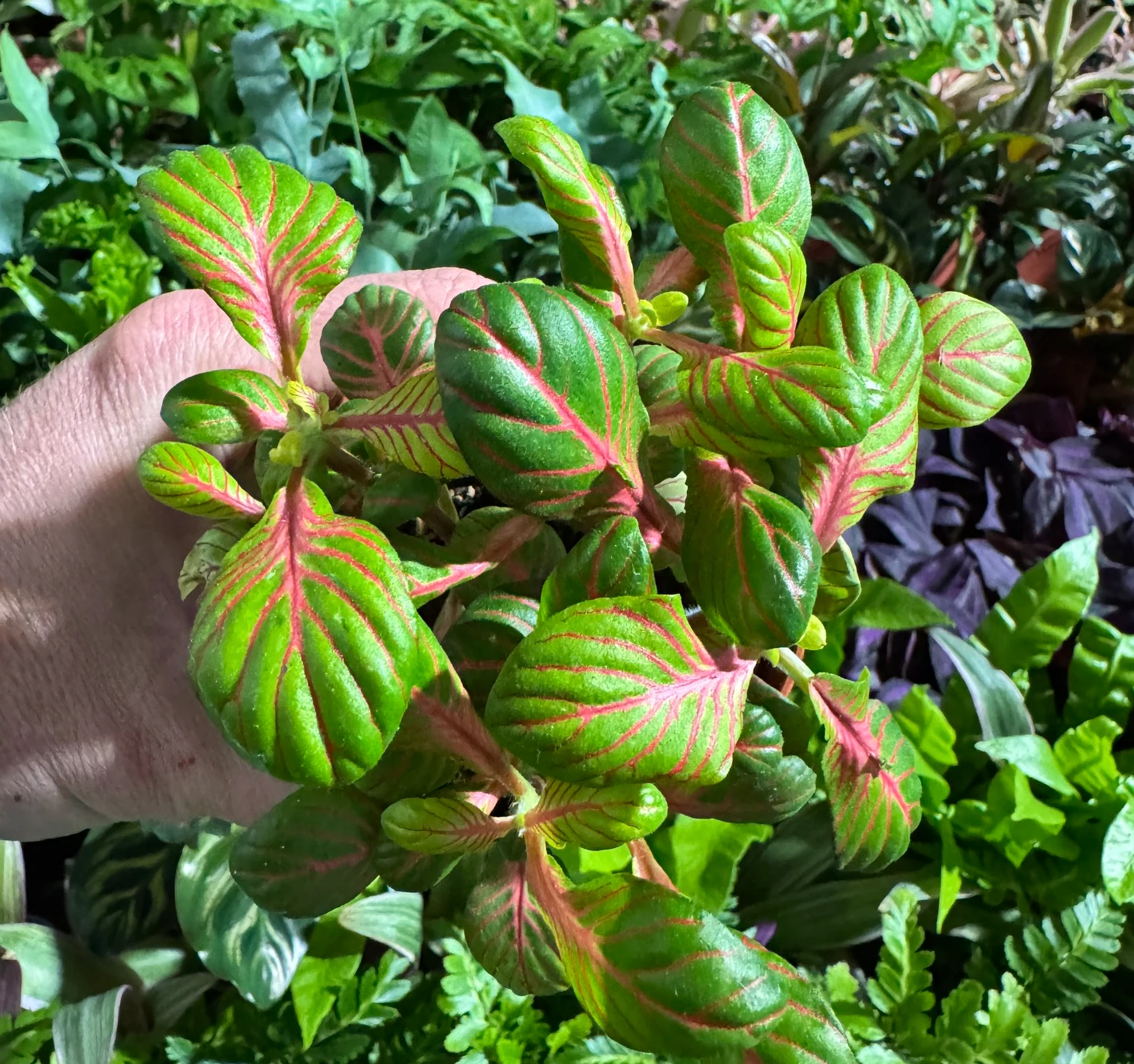Fittonia – zbliżenie liści i pokroju rośliny