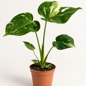 Monstera deliciosa Thai Constellation Ø12 cm, wys. ok. 40 cm — wygląd rośliny