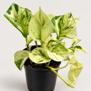 Epipremnum Pinnatum Happy Leaf Roślina Do Terrarium 25 cm Ø12 cm — wygląd rośliny