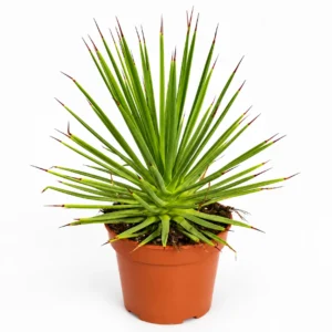 Sukulent Agawa Stricta Nana roślina do terrarium dla gadów pustynnych — wygląd rośliny