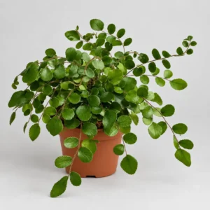 Pellaea rotundifolia — paproć do terrarium, zdjęcie 1