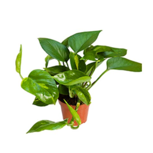 Epipremnum Pinnatum Aureum Roślina Do Terrarium 20 cm Ø12 cm — wygląd rośliny