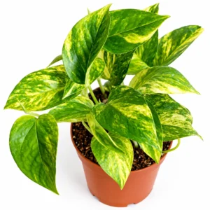 Epipremnum Pinnatum Hicolor Roślina Do Terrarium 20 cm Ø12 cm — wygląd rośliny