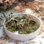 Szarańcza karmowa przy pokarmie Arcadia Insect Fuel