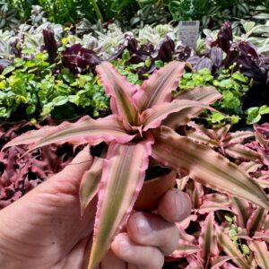 Bromelia Pink Star trzymana w dłoni nad stołem z innymi roślinami