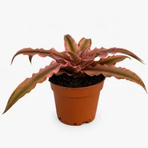 Bromelia Cryptanthus bivittatus Pink Star w doniczce na jasnym, neutralnym tle