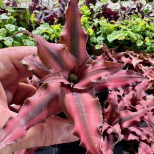 Bromelia Cryptanthus bivittatus Red Star trzymana w dłoni na tle innych roślin