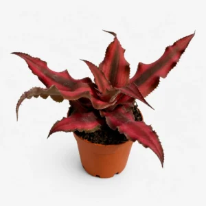 Bromelia skrytokwiat Cryptanthus bivittatus Red Star w doniczce na jasnym, neutralnym tle