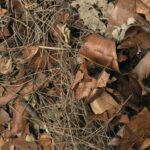 HabiStat Forest Floor Mix struktura sciolki
