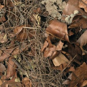 HabiStat Forest Floor Mix struktura sciolki