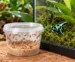Pojemnik z muszkami owocówkami obok terrarium z zielono-czarnym drzewołazem