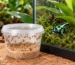 Pojemnik z muszkami owocówkami obok terrarium z zielono-czarnym drzewołazem