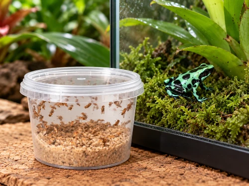 Pojemnik z muszkami owocówkami obok terrarium z zielono-czarnym drzewołazem