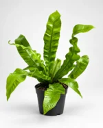 Asplenium Crispy Wave — paproć do terrarium, zdjęcie 1