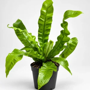 Asplenium Crispy Wave — paproć do terrarium, zdjęcie 1