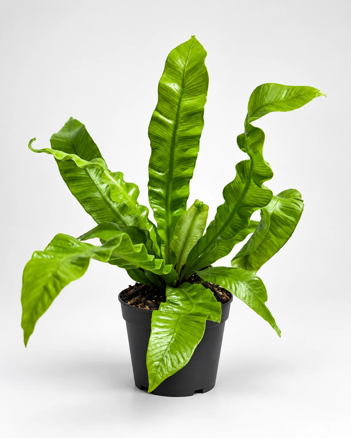 Asplenium Crispy Wave — zdjęcie rośliny 1