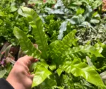 Asplenium Crispy Wave — paproć do terrarium, zdjęcie 3