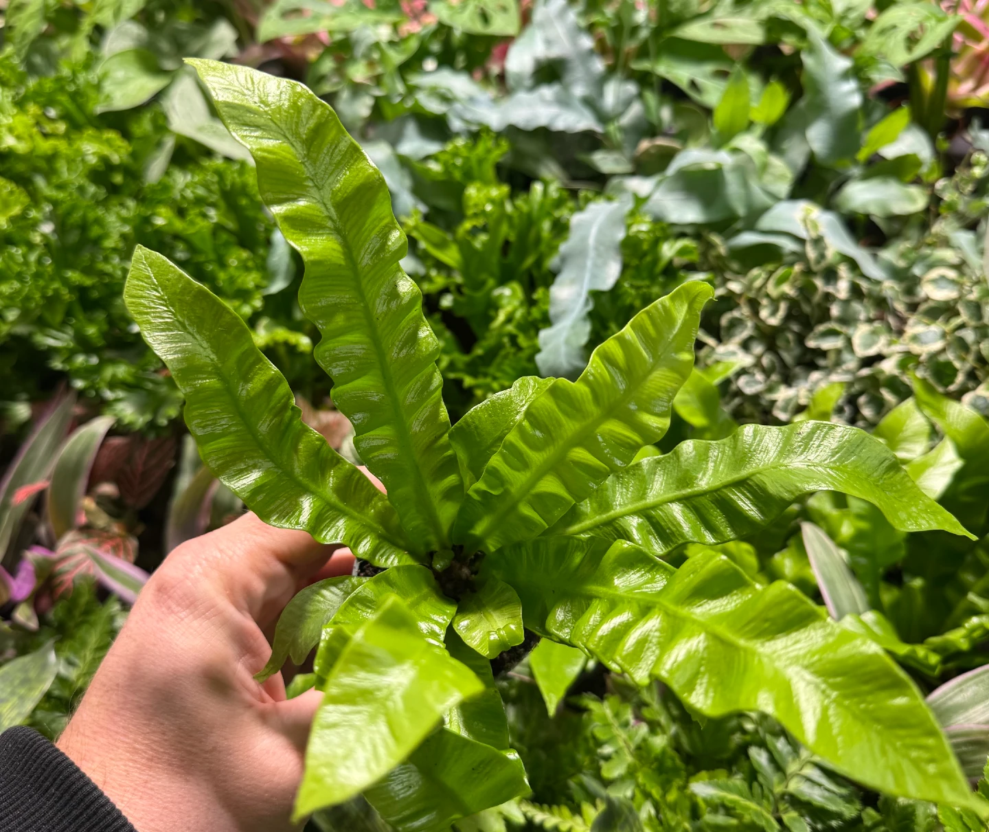 Asplenium Crispy Wave — zdjęcie rośliny 3
