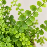 Nephrolepis cordifolia Duffii — paproć do terrarium, zdjęcie 1