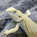 Agama brodata Hypo – samiec (Pogona vitticeps) – zdjęcie oferowanego zwierzęcia
