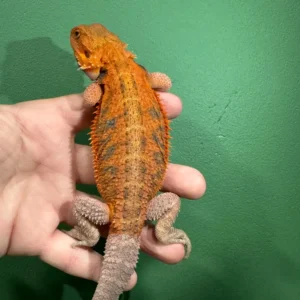 Agama brodata Intense Orange – samiec (Pogona vitticeps) – zdjęcie oferowanego zwierzęcia