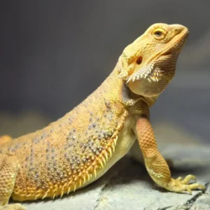 Agama brodata Yellow (żółta) – samica (Pogona vitticeps) – zdjęcie oferowanego zwierzęcia