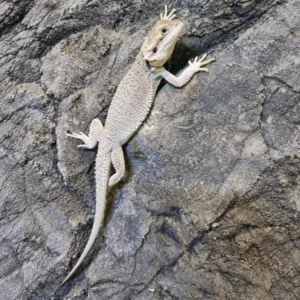 Agama brodata Zero – samica (Pogona vitticeps) – zdjęcie oferowanego zwierzęcia