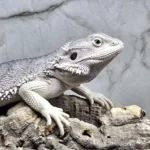 Agama brodata Zero – samiec (Pogona vitticeps) – zdjęcie oferowanego zwierzęcia
