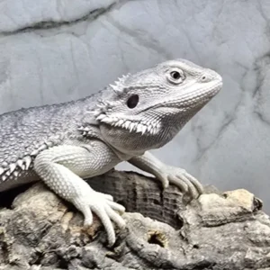 Agama brodata Zero – samiec (Pogona vitticeps) – zdjęcie oferowanego zwierzęcia