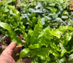 Asplenium Crispy Wave — paproć do terrarium, zdjęcie 2
