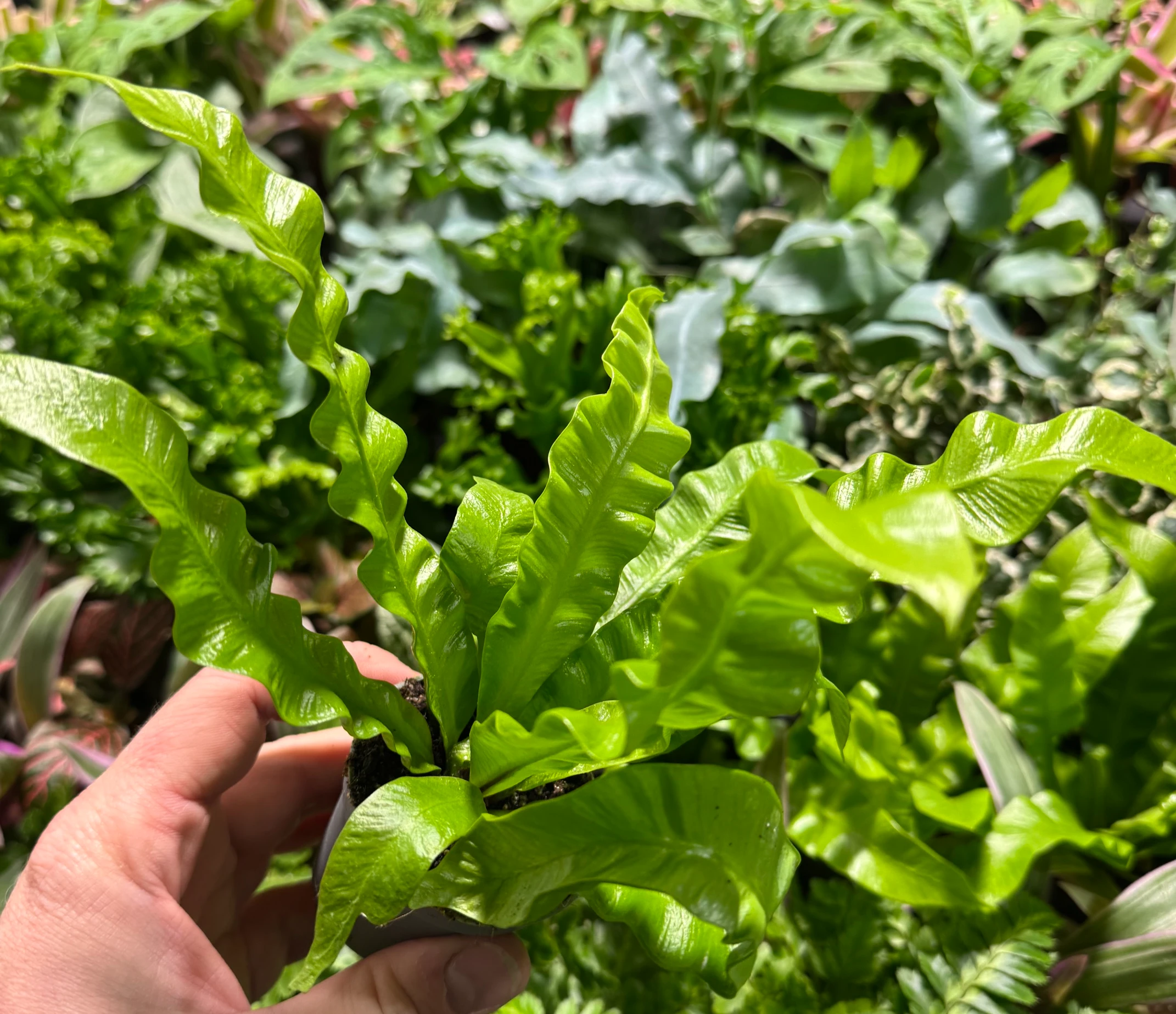 Asplenium Crispy Wave — zdjęcie rośliny 2